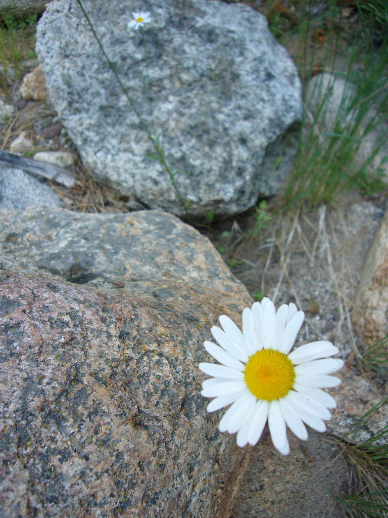 Therapy for trauma, somatic therapy and EMDR