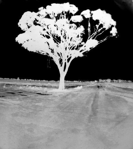 2.open-aviary-pin-hole.jpg