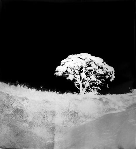 open-aviary-pin-hole-3.jpg
