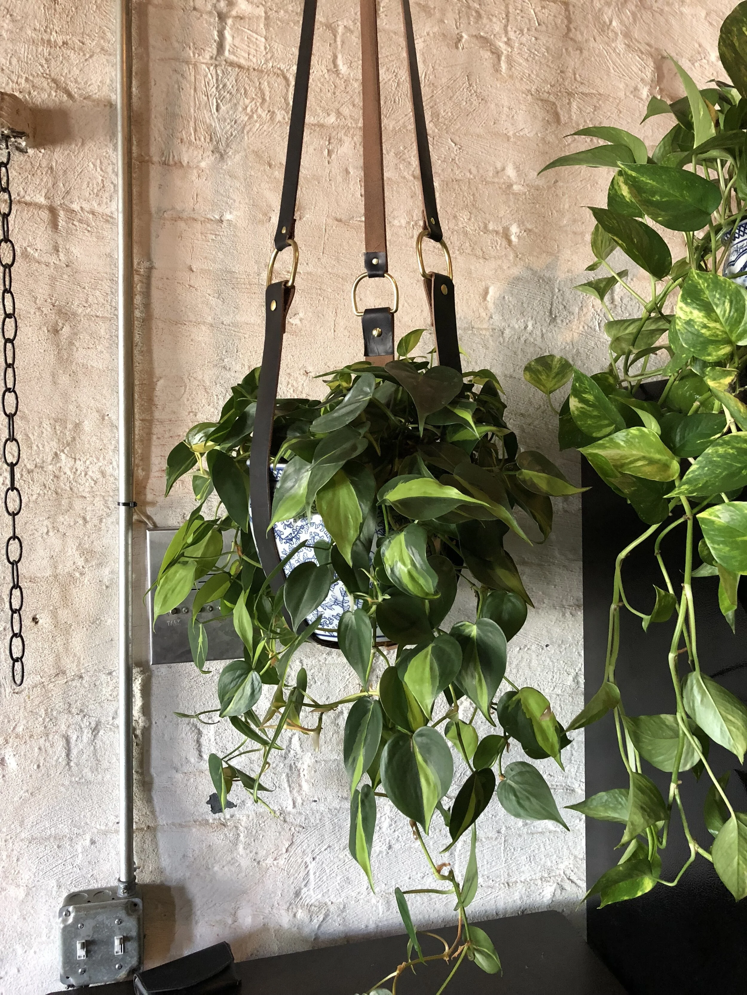 XL Plant Harness ( 2017 )