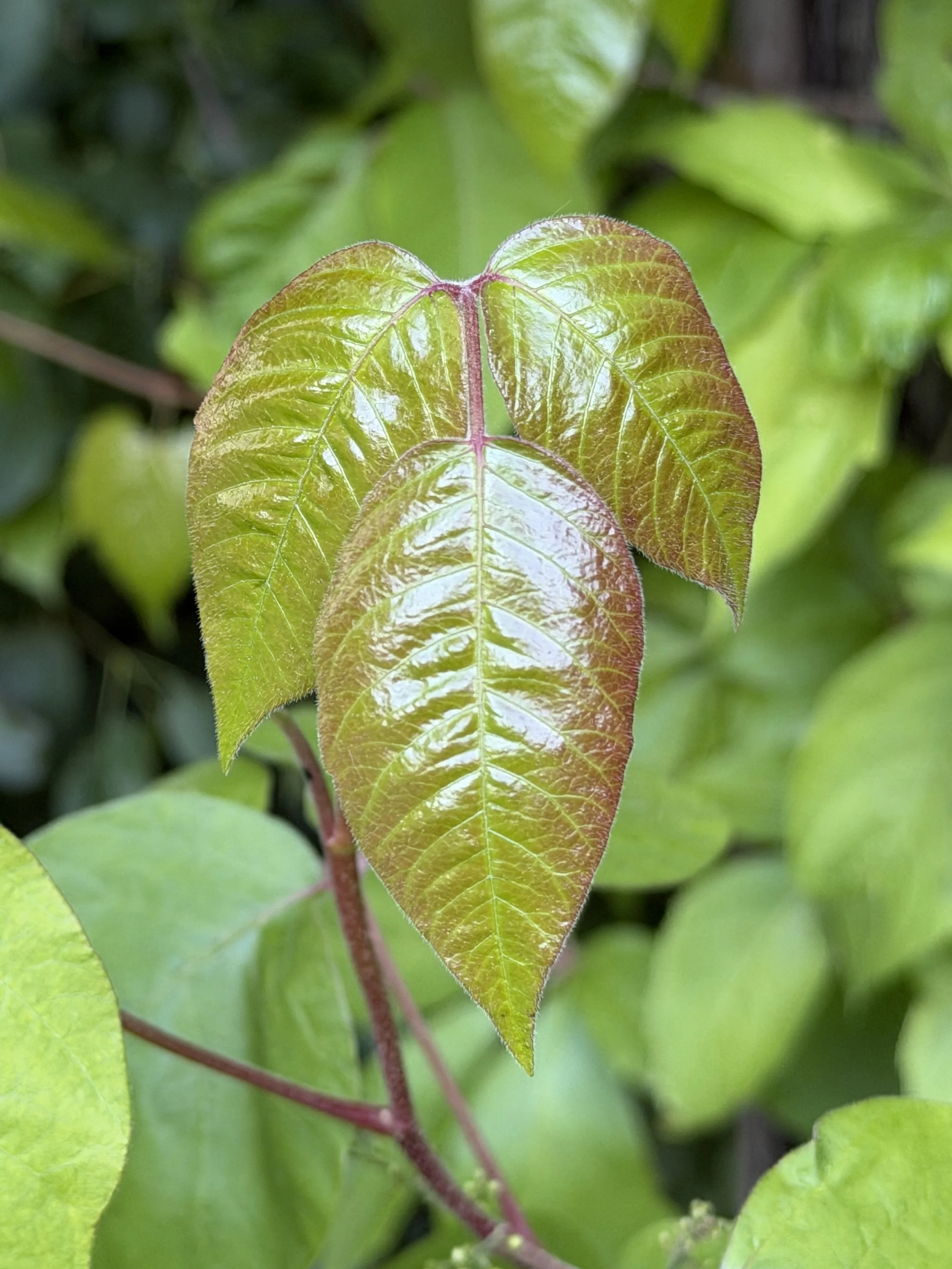 Poison Ivy Close UP.jpg