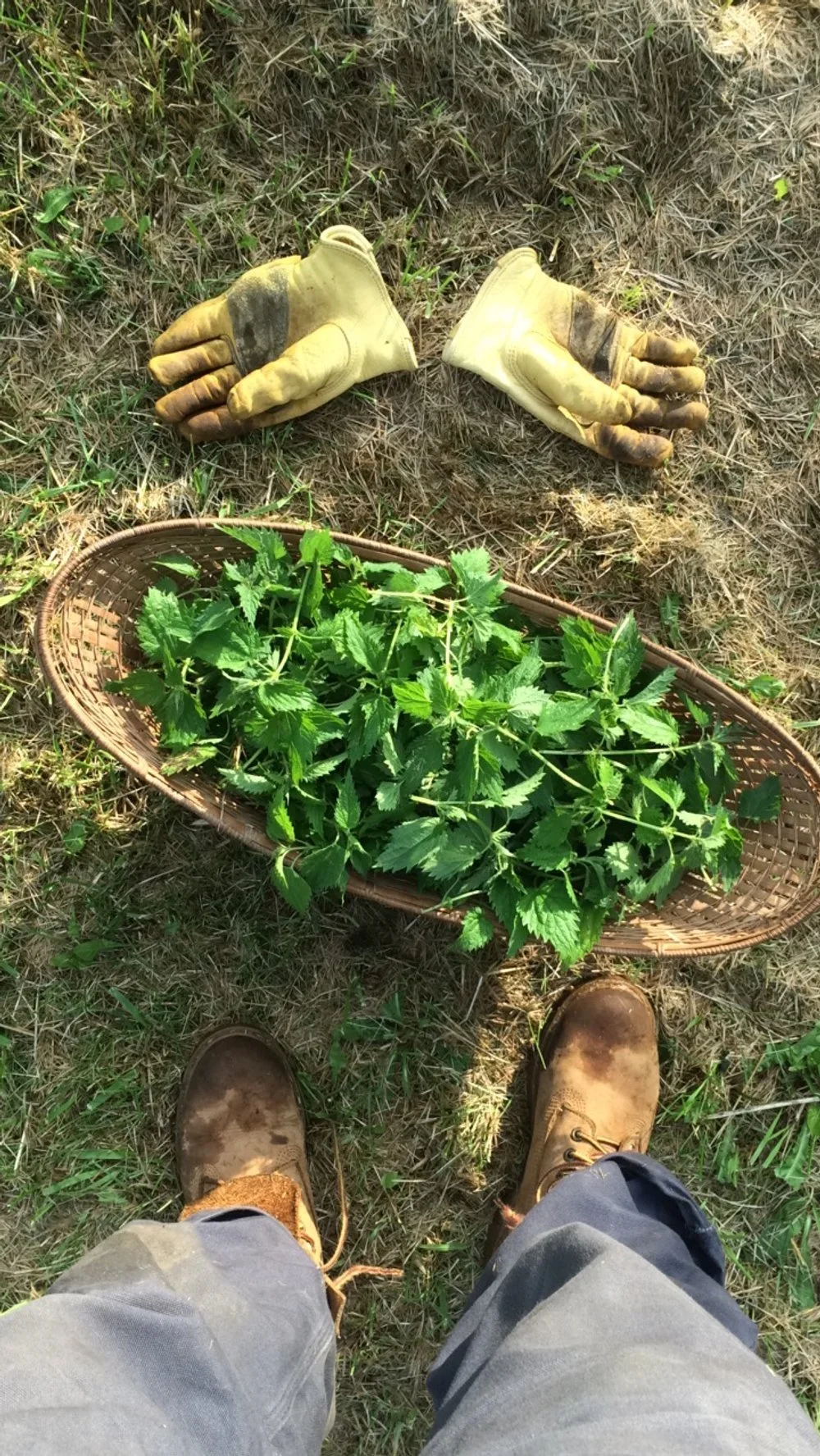 nettle harvest.JPG