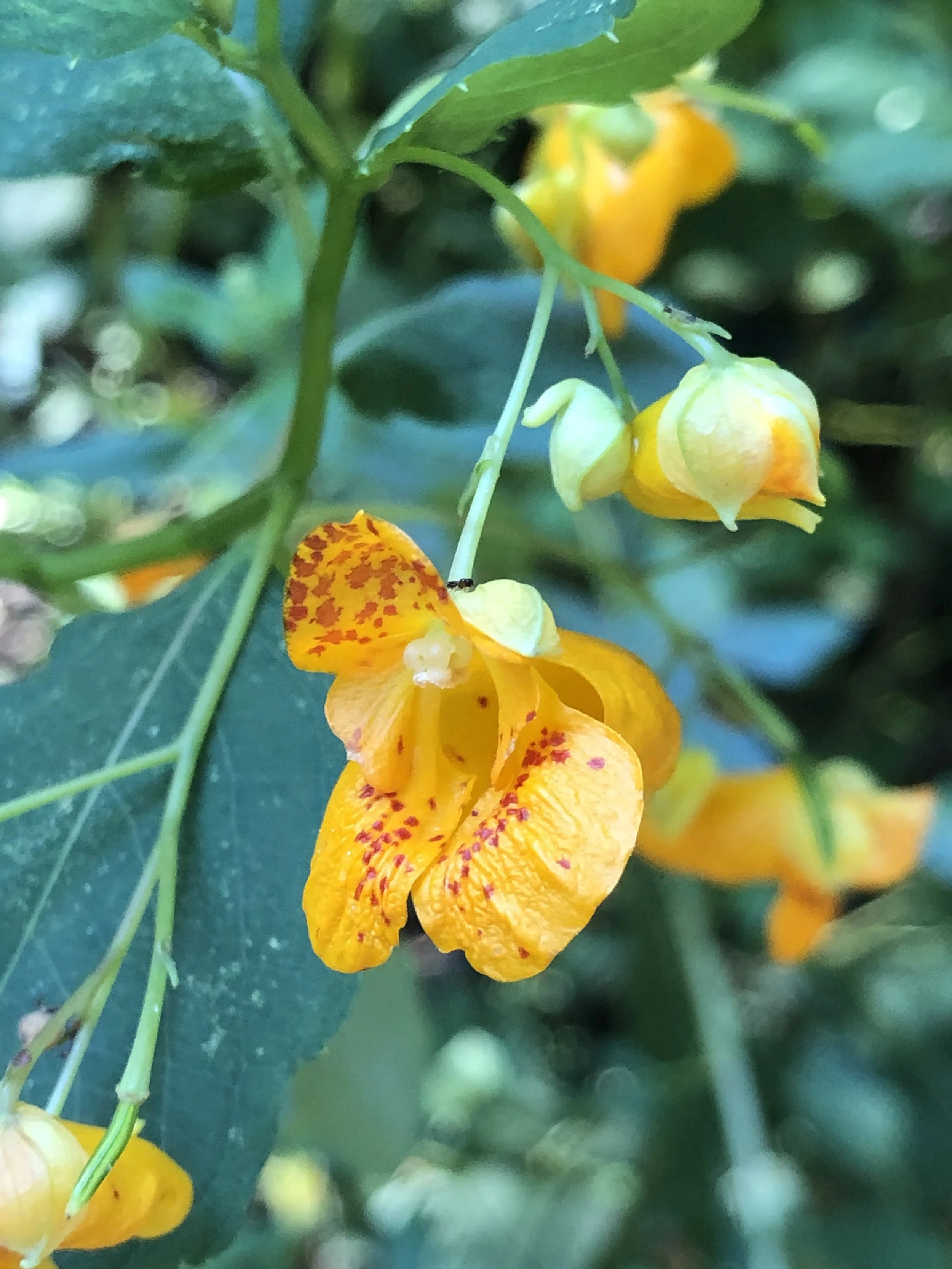 jewelweed.jpeg