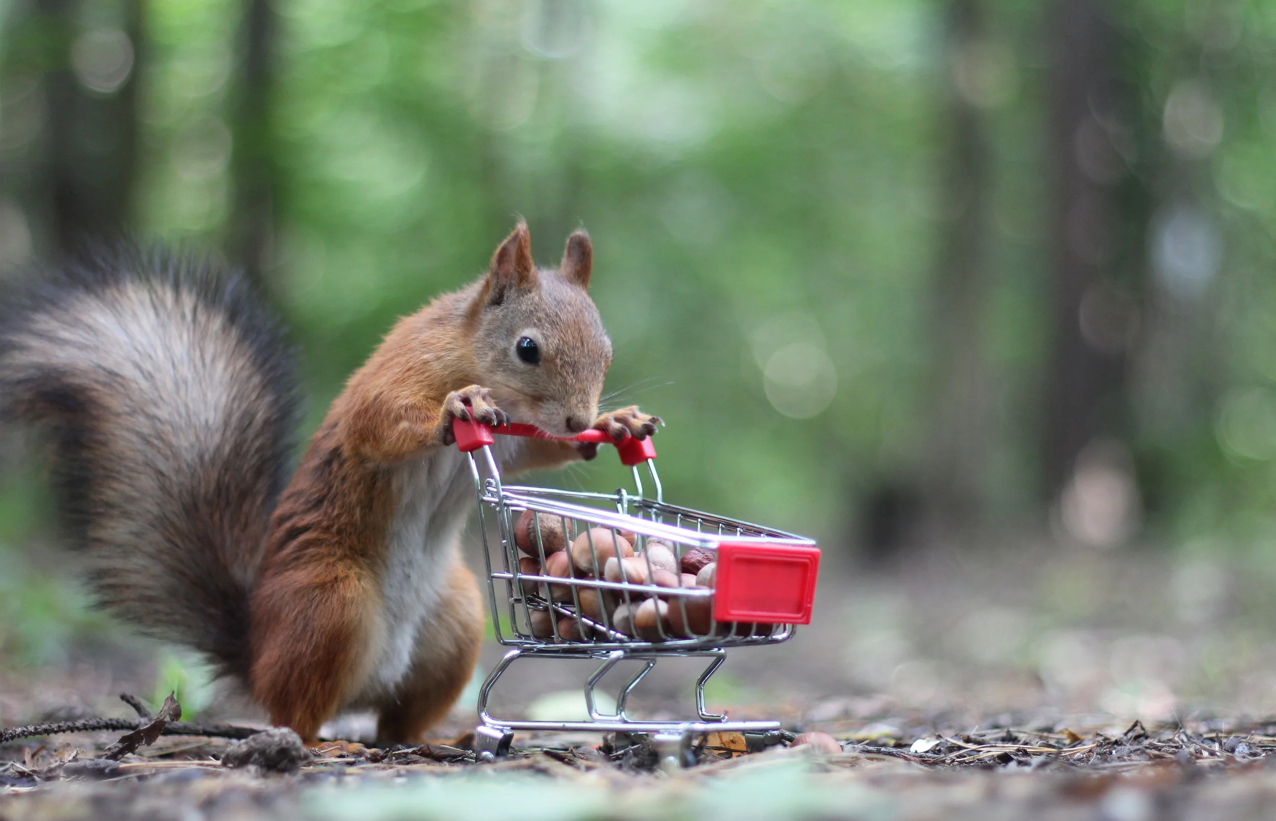 Squirrel with Shopping Card Image.jpeg