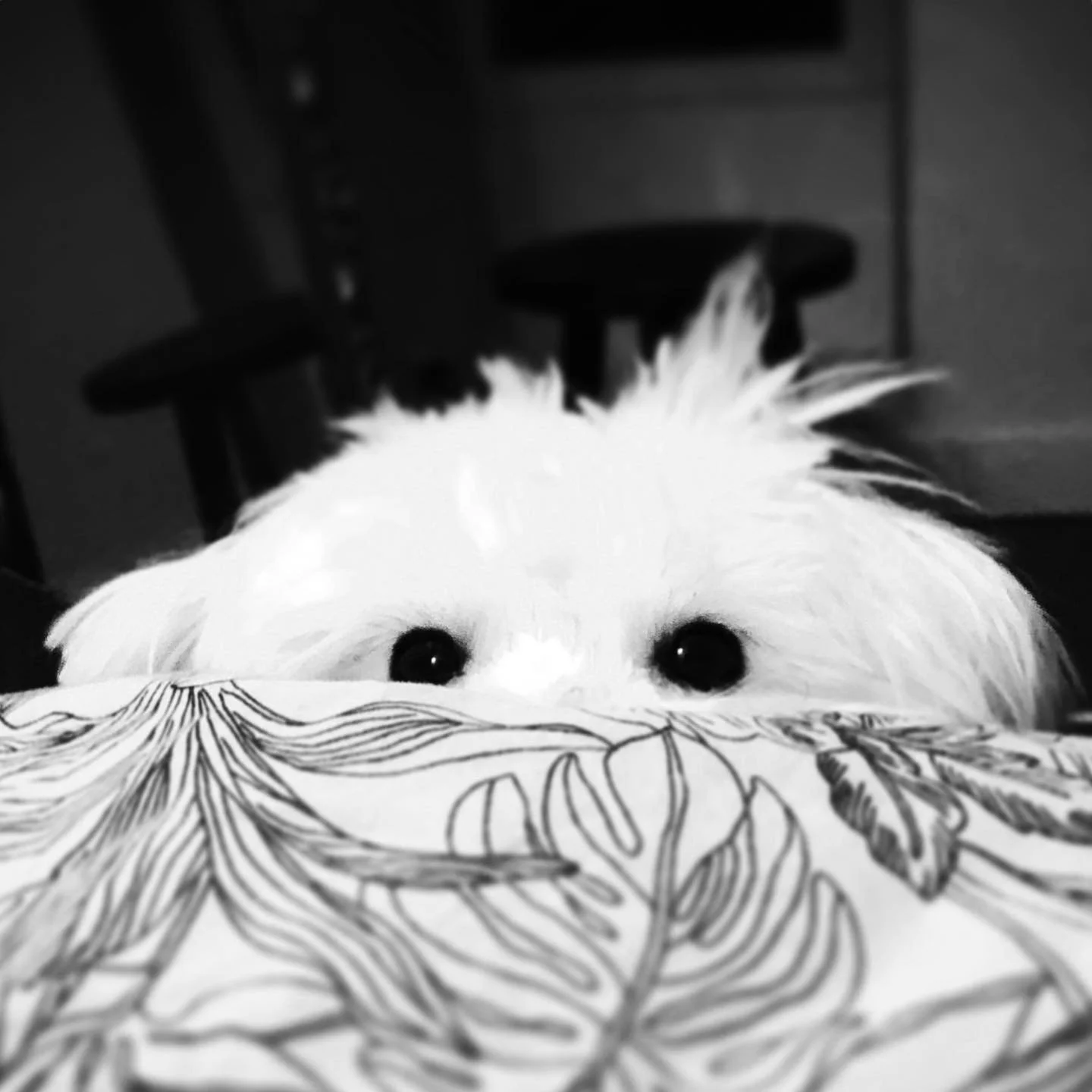 #cotonsofinstagram #cotondetulear #cotonlove @sodapop_in_paris
