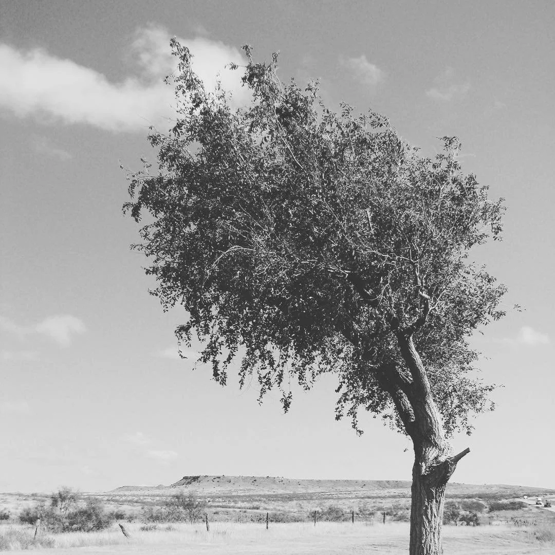 #tree #arizona #desert