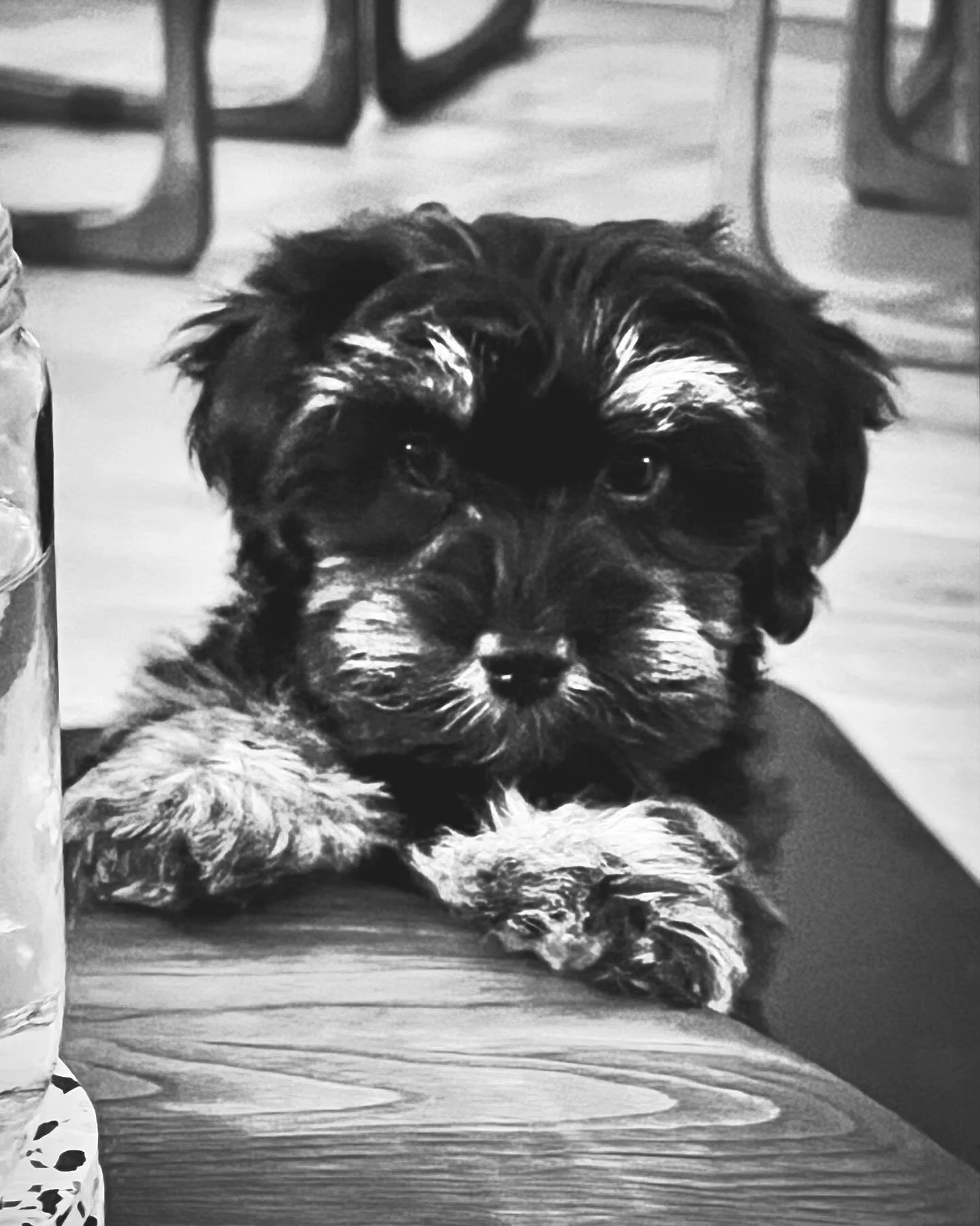 No paws on the table SVP