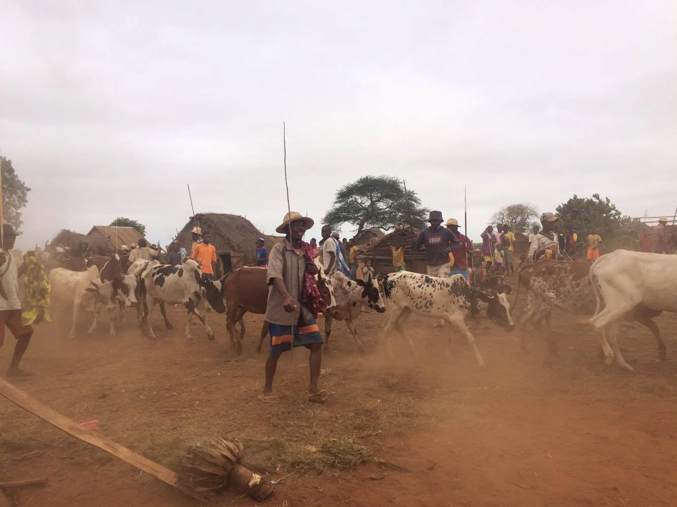 Cows passed through the funeral for thirty minutes as part of the tradition known as, tromboke .