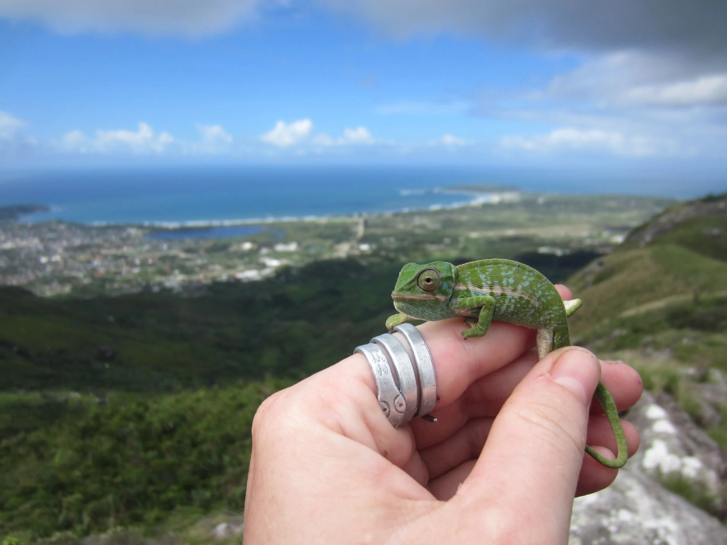 A chameleon on the top of Peak St. Louis, the highest peak in Fort Dauphin.