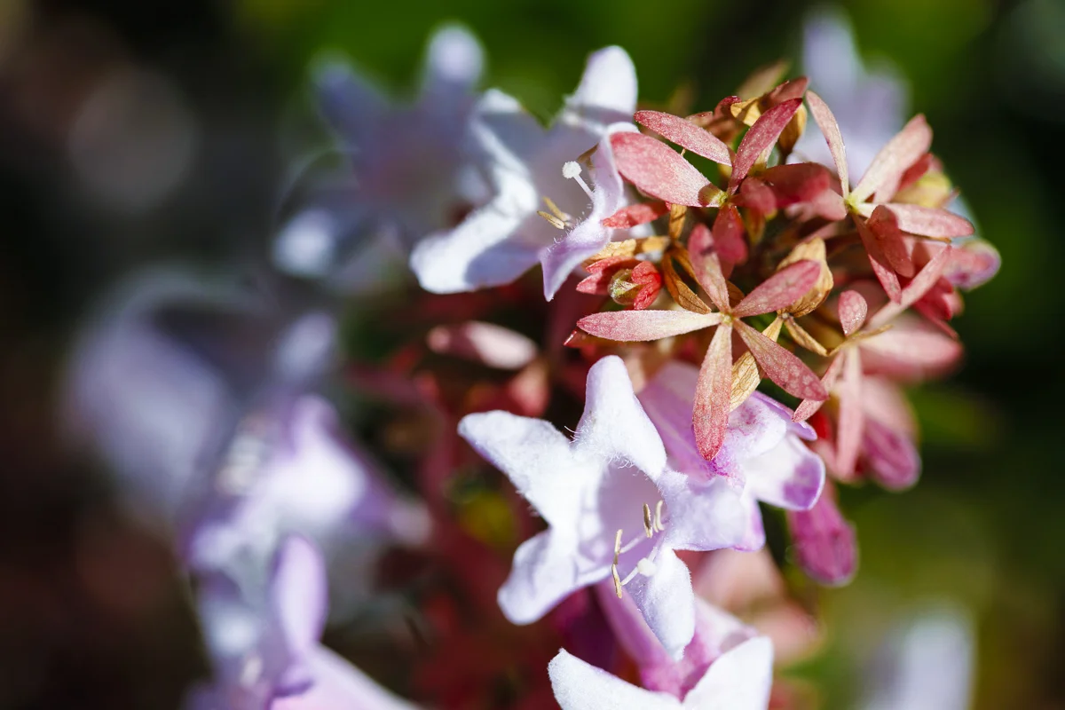  Jasminum Polyanthum