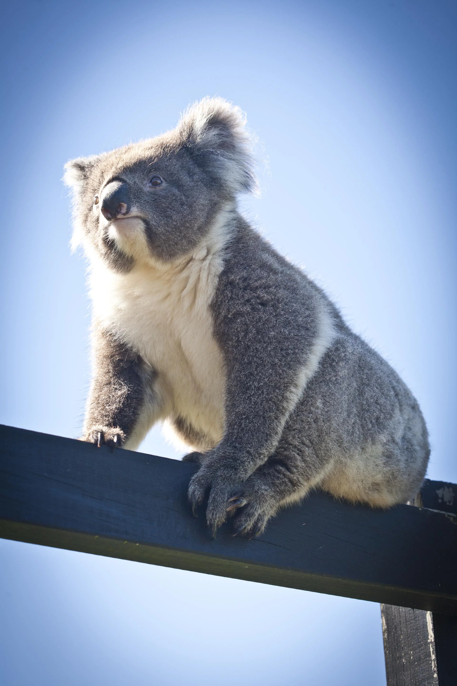  Koala Bear at Chi Medicinal Farm Pose 5