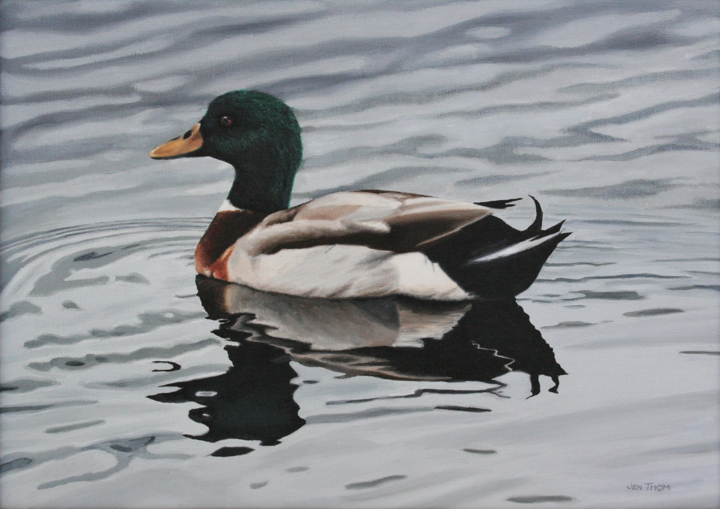 Reflections - Male Mallard Duck 