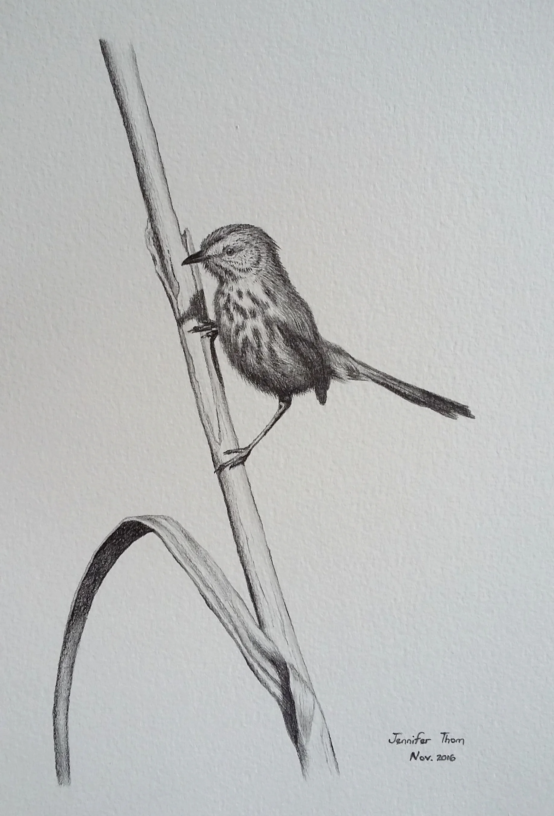Little Bird