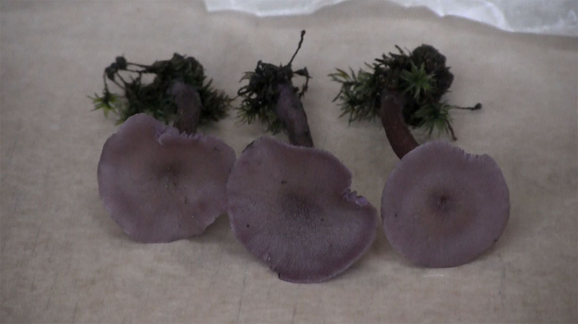 The fan favourite 'Amethyst Deceiver'. Photo: Melissa Shaw