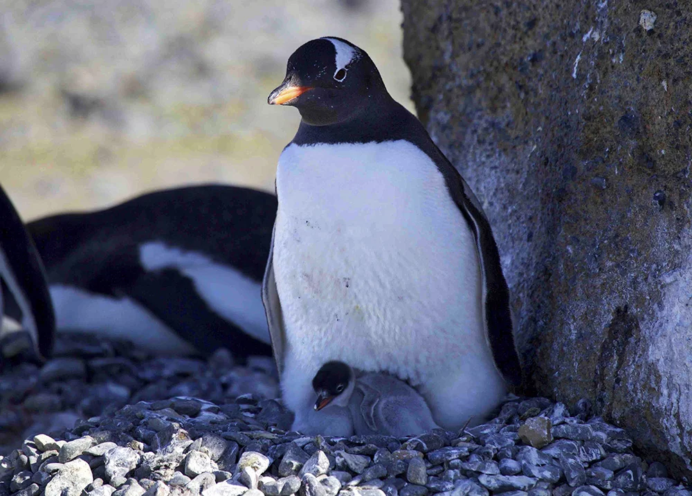 Antarctic Gentoo Penguin with chick. Photo: Dr. Glenn Singleman