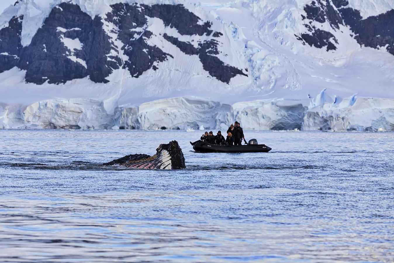 Humpback Whale watching from a Zodiac. Photo: Dr. Glenn Singleman