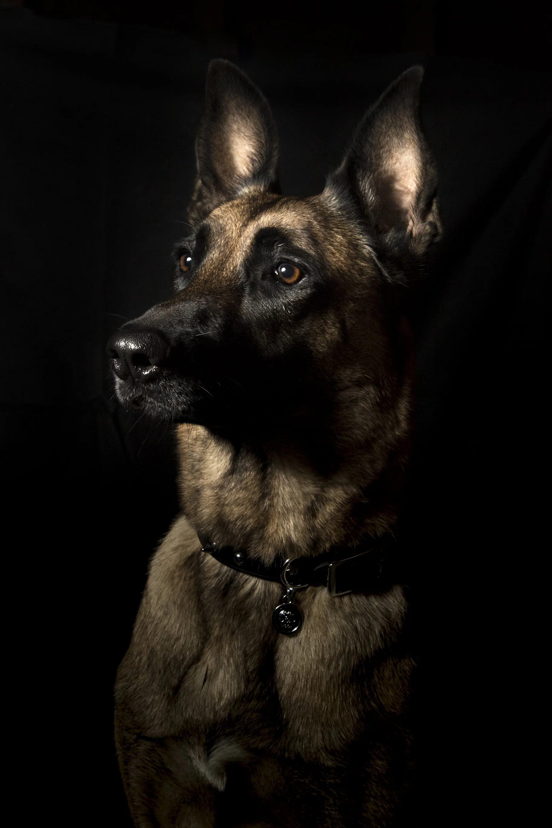 Shademan_k9_portraits-6.jpg