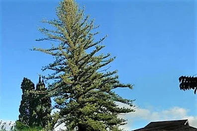 cropped Norfolk.jpg