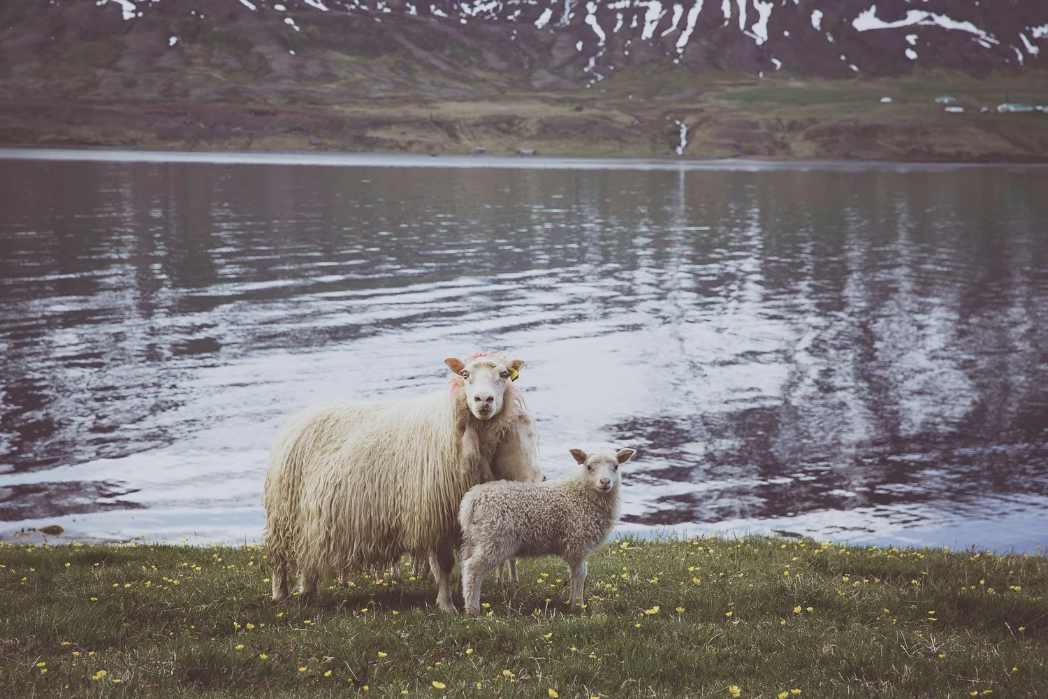 Iceland_Sophena-91.jpg