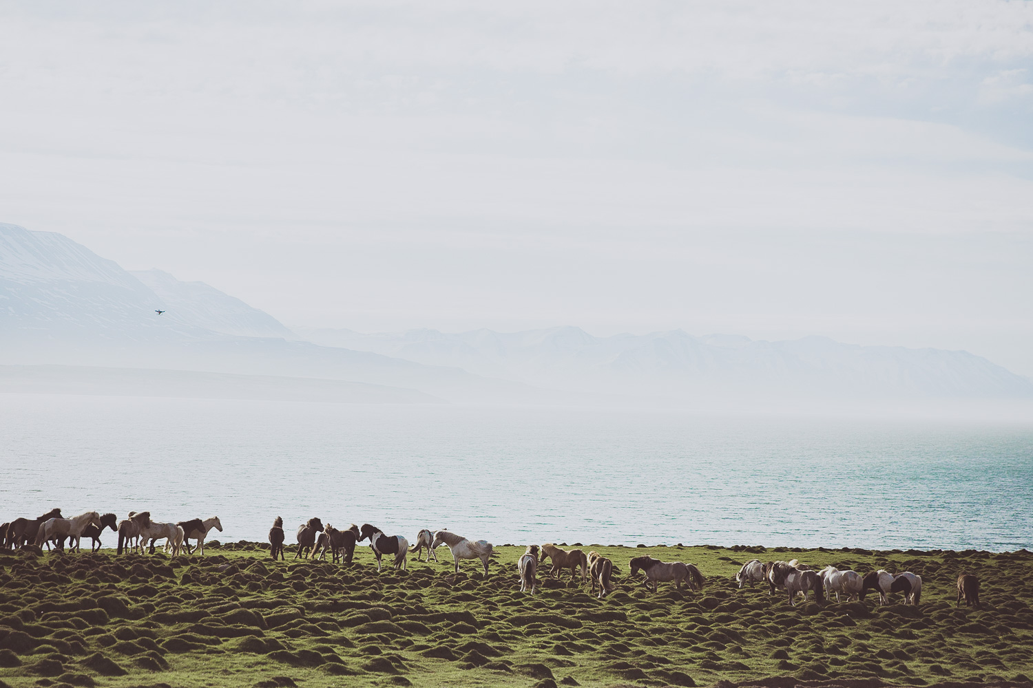 Iceland_Sophena-107.jpg