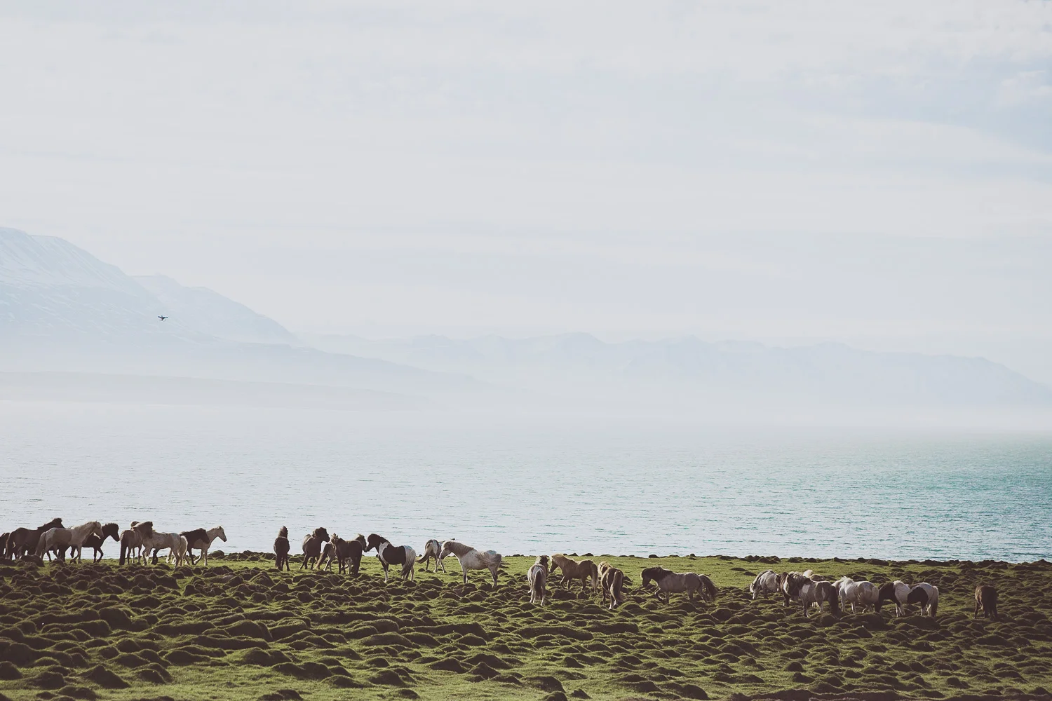 Iceland_Sophena-107.jpg