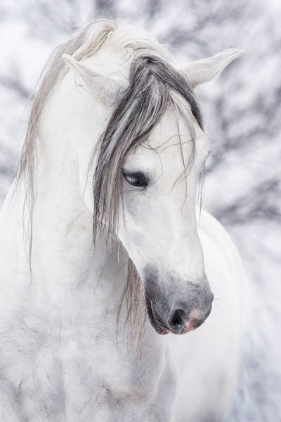 Source: BeautifulHorses.com