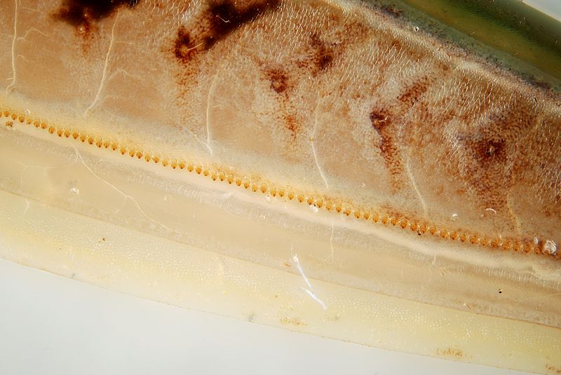 Fig.1 - Stridulation rasp of the grasshopper Image courtesy of Gilles San Martin (Own work) (https://www.flickr.com/photos/sanmartin/4815245982/)