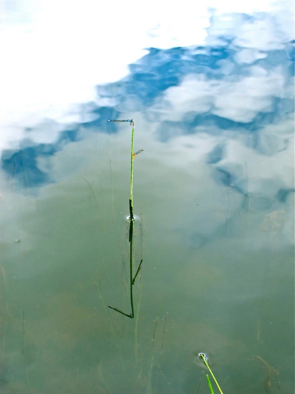 Damsels in Ernst