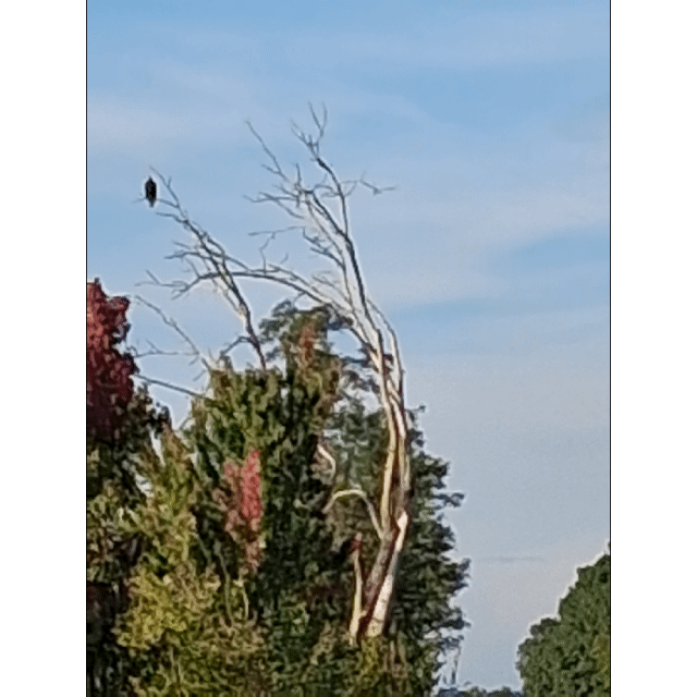 And the bald eagle flies past