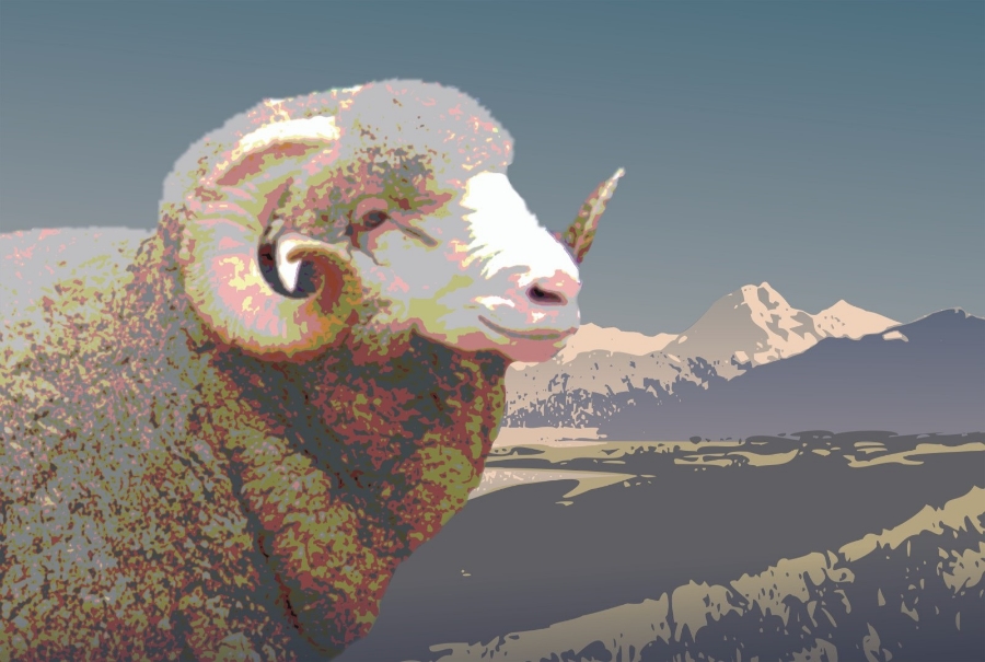   Mi Woolies&nbsp; / / Brand graphic 