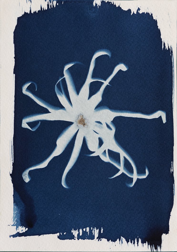 Flowers, Plants and Places, Cyanotypes of Bali