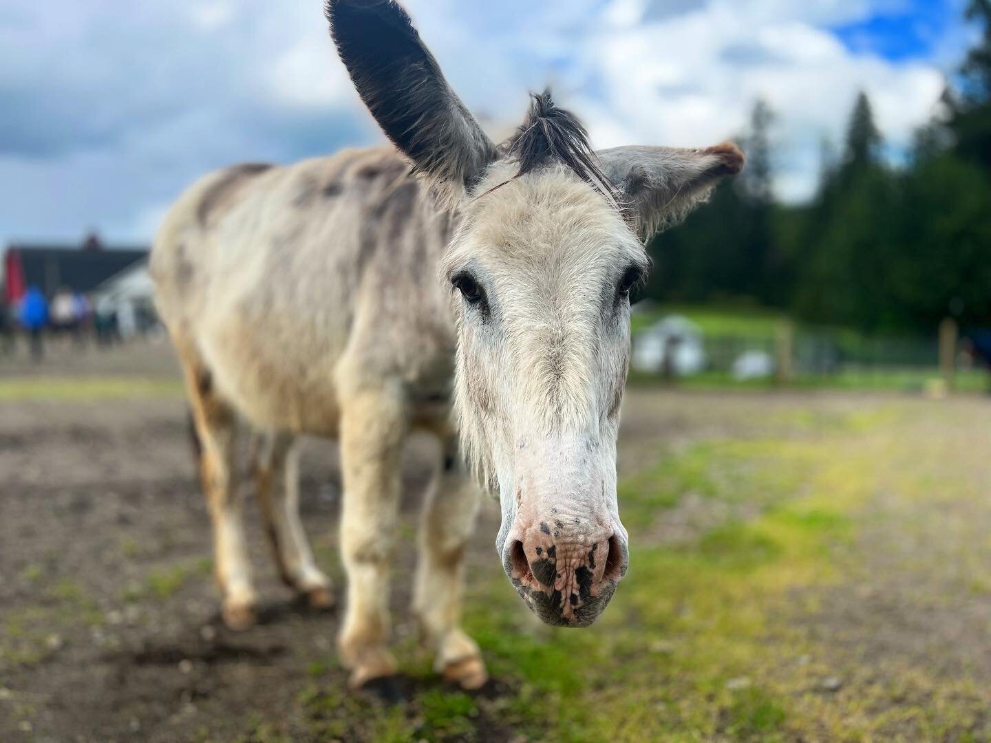 What an incredible opportunity to practice Tei-Shin with Dr. Quinn at the @oregon_donkey_sanctuary_nw 💫

It felt so good to develop connections with these sweet majestic beasts that are so misunderstood. Fun fact, they are more related to zebras tha