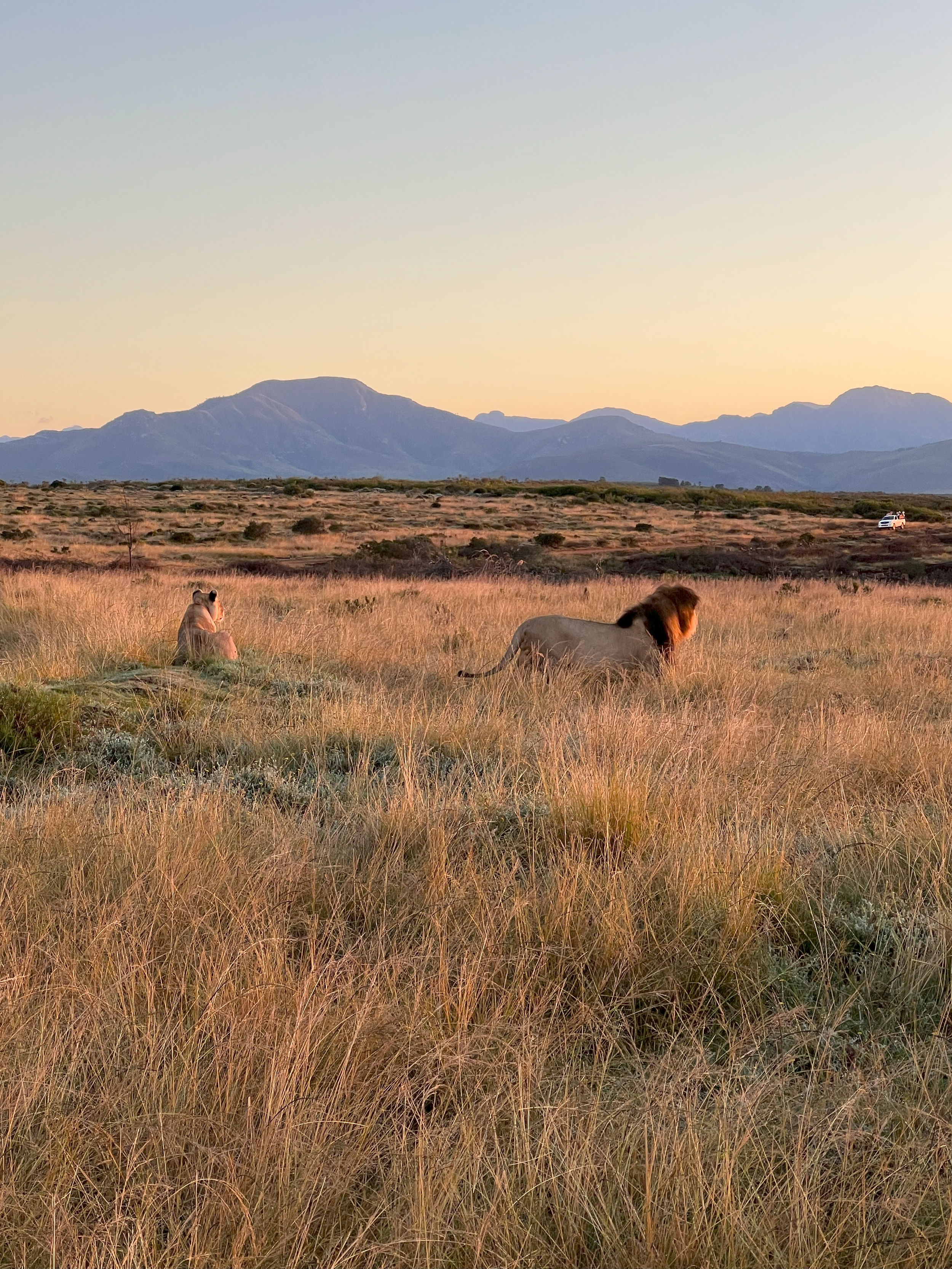 Sun Kissed Safari