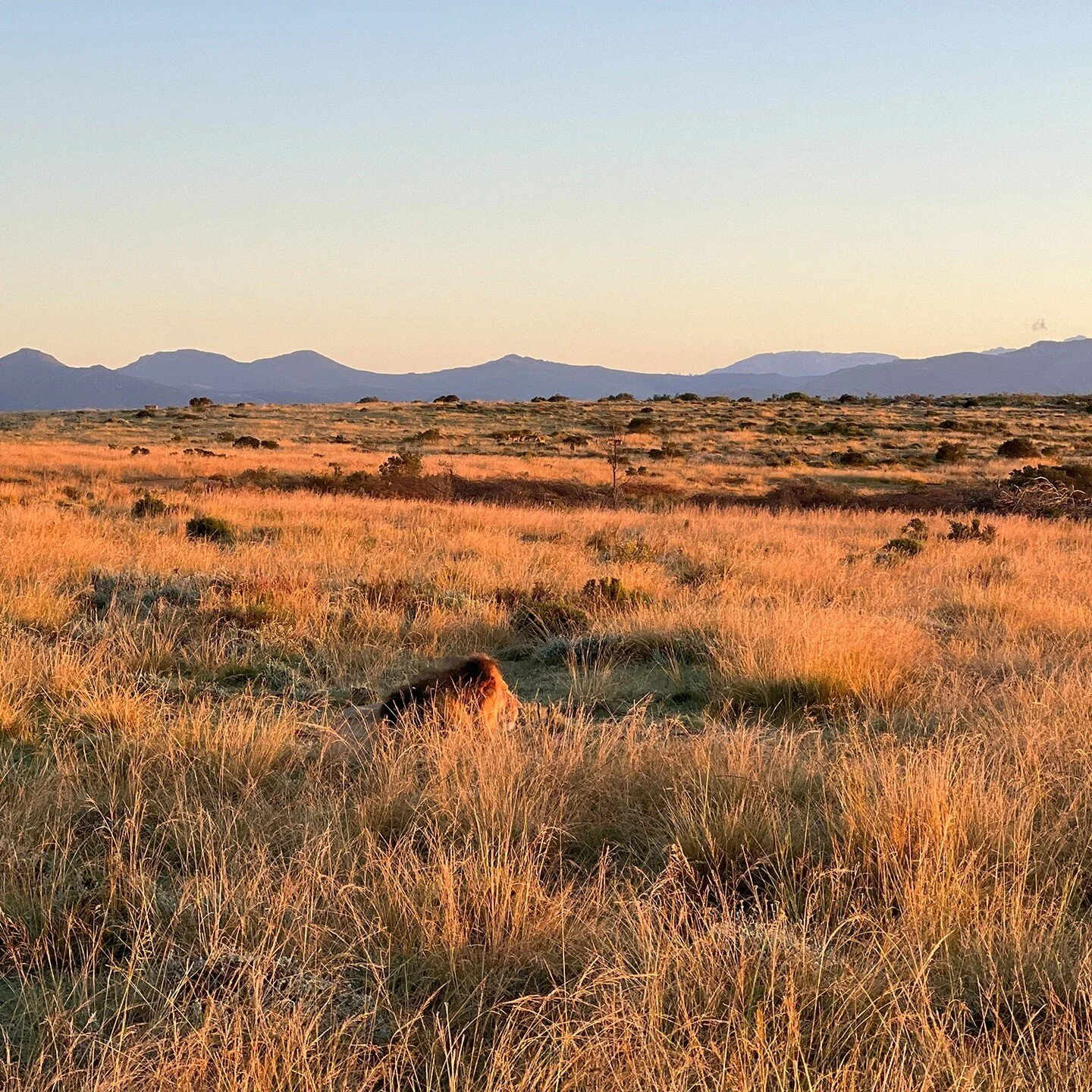 📷 This week's #featuredarticle is a photo essay from our own Editor in Chief, Nova Lorraine, MS. These stunning images were taken by her on a recent Safari trip in South Africa!
https://rainemagazine.com/travel/sun-kissed-safari-with-nova-lorraine
.