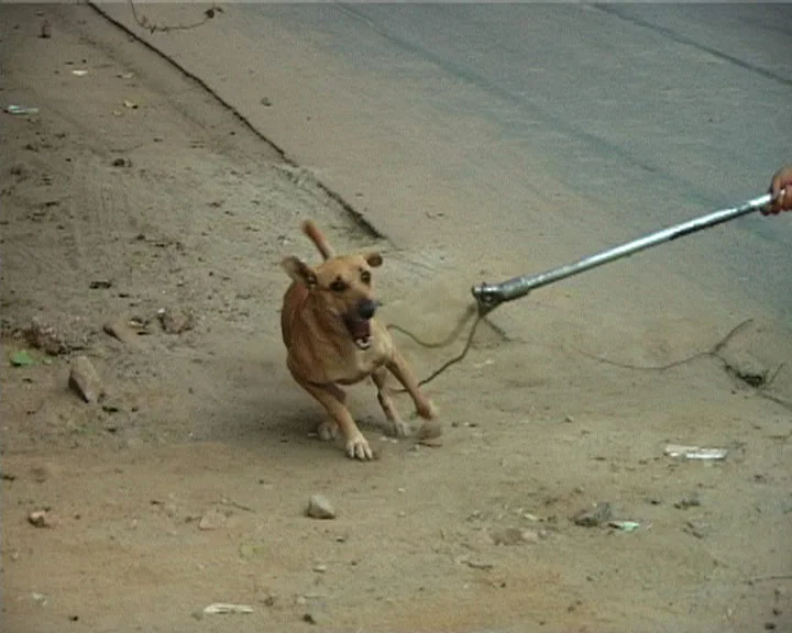 dog 5.jpg