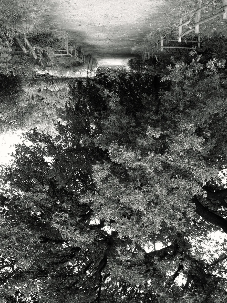 Jardin-Botanique-BW-Alex-Cecchetti-2013-Walking-Backwards-FIAC-low-res.jpg