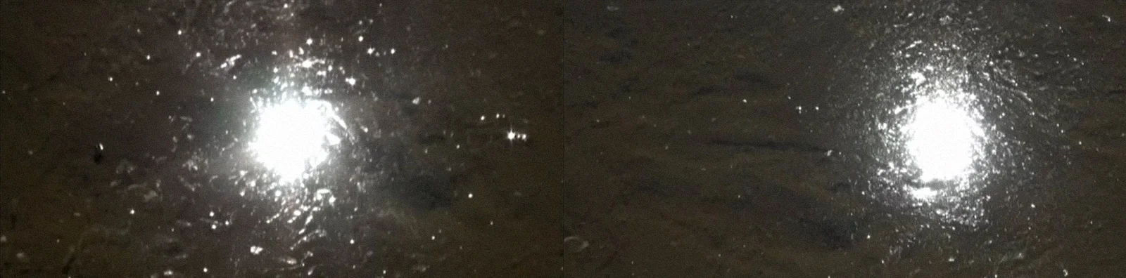 two dogs 3.jpg
