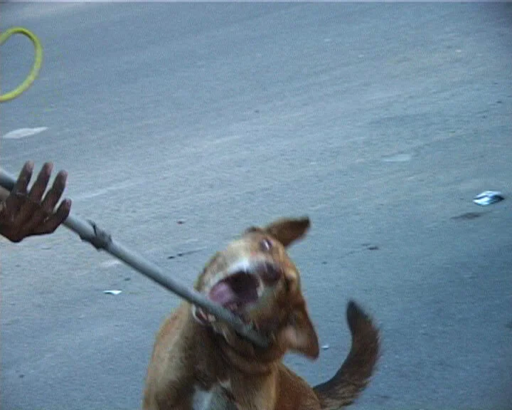 dog 1.jpg