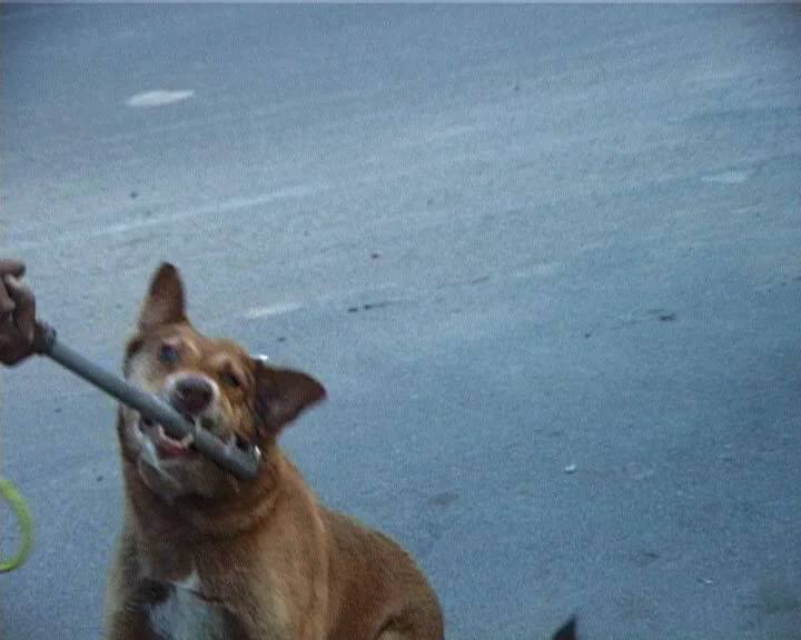 dog 2.jpg