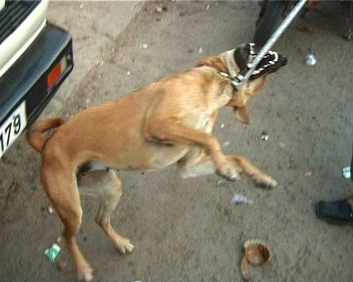 twisted-dog.jpg