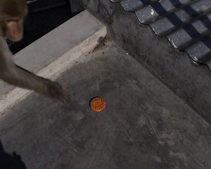 trap05.jpg