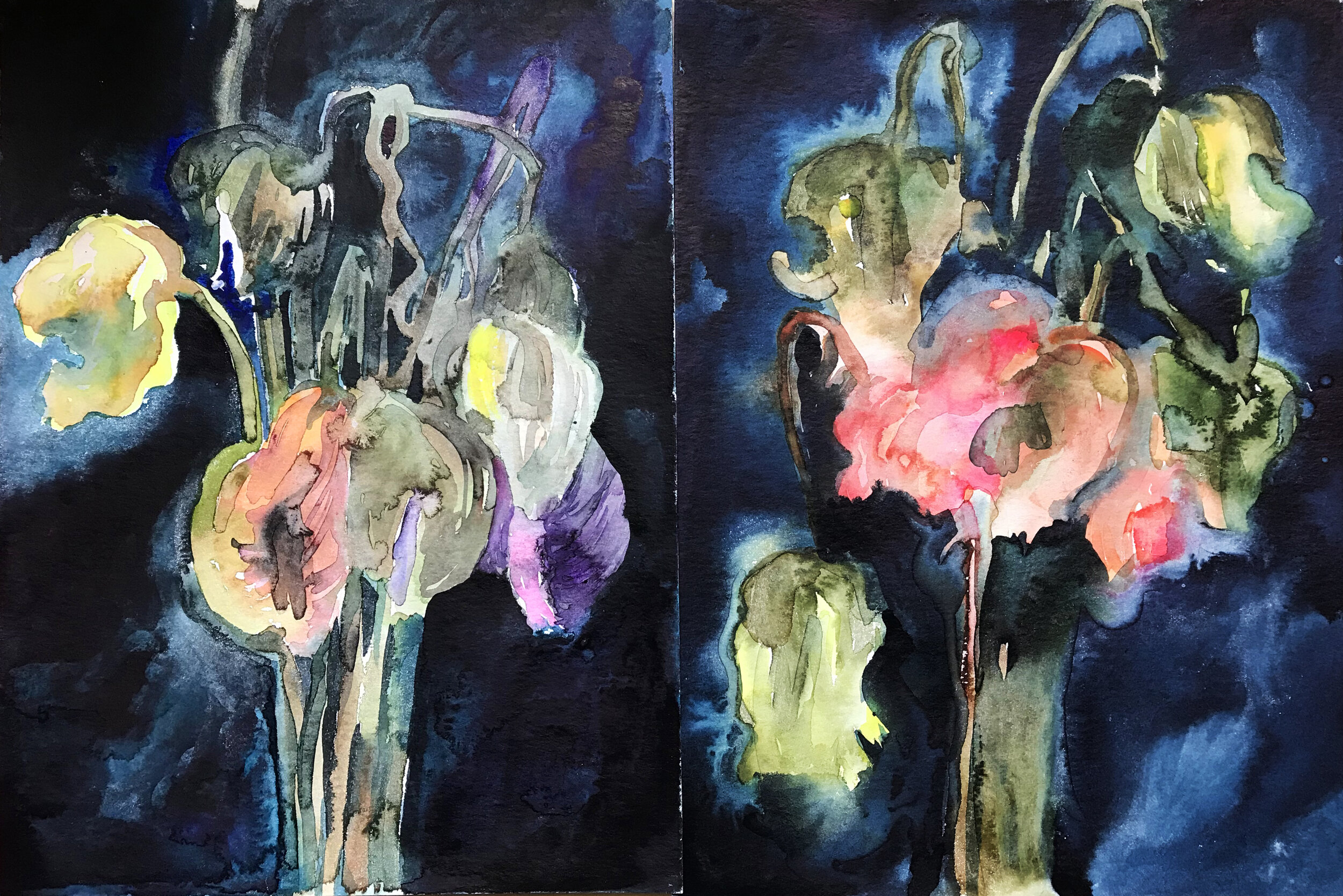 A novel Poppy Flowers 2.jpg