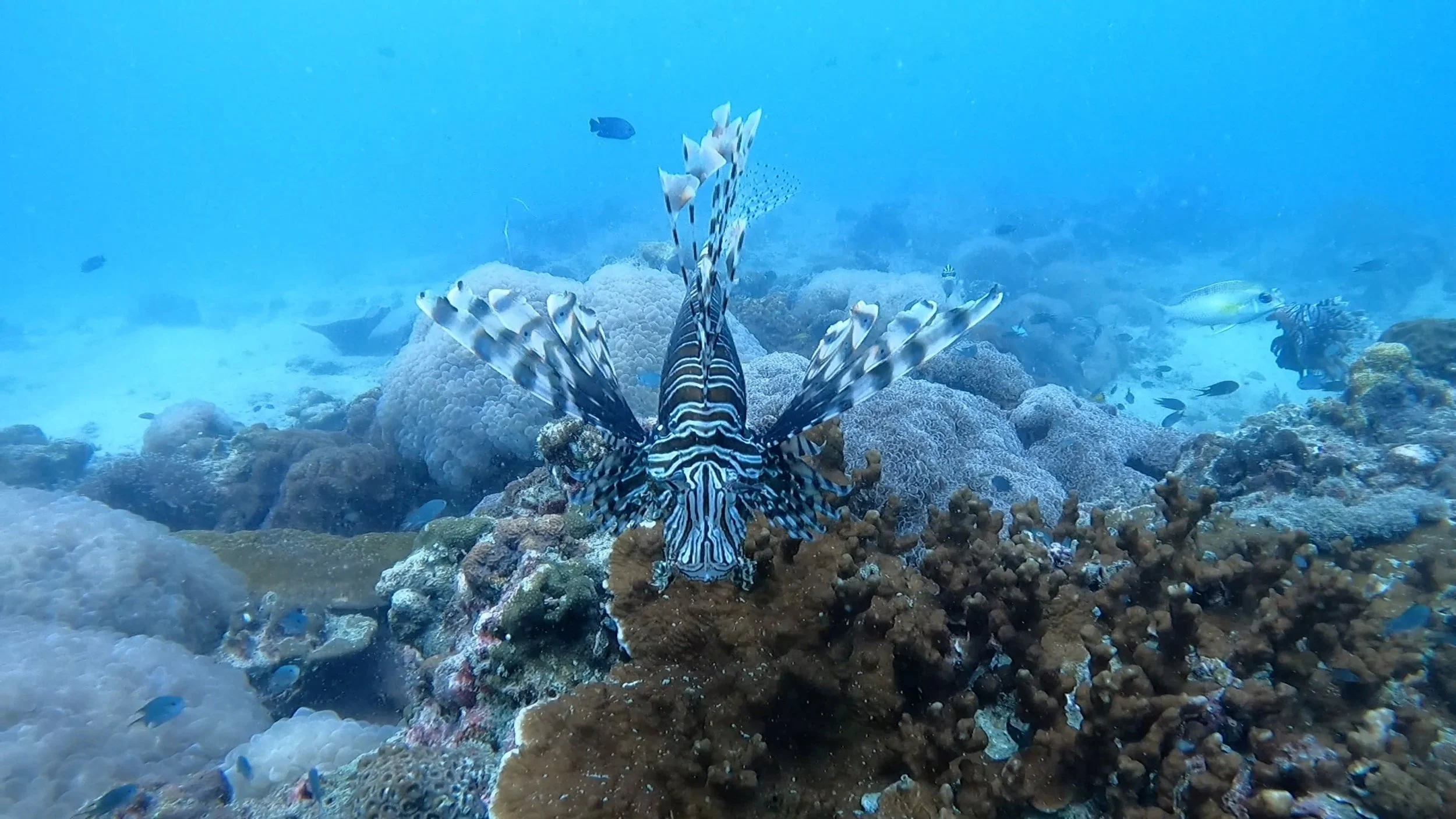 quaderni sottomarini still 2.jpg