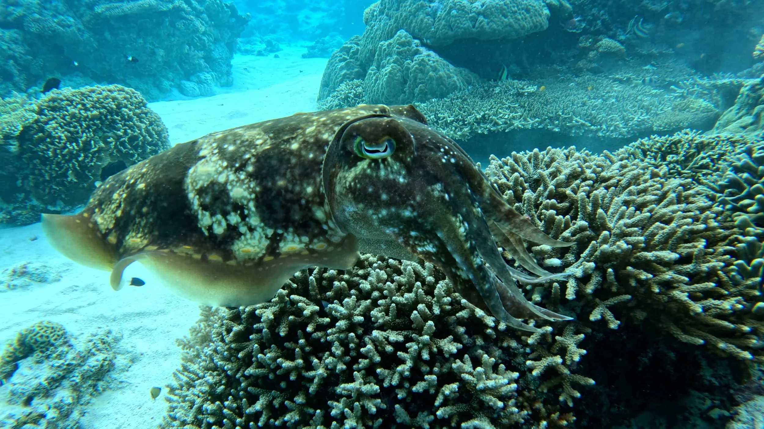 Quaderni sottomarini still.jpg