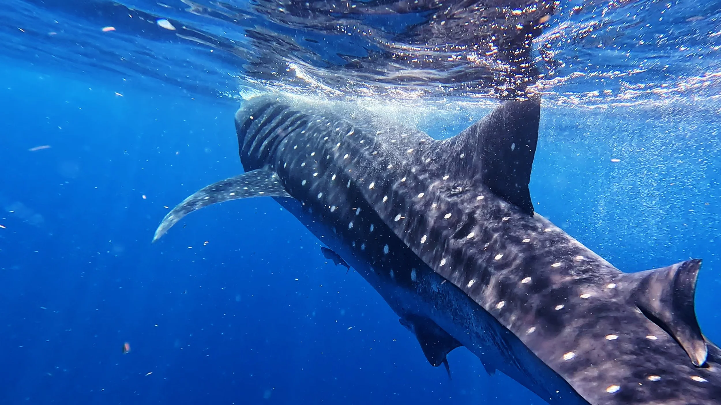 quaderni sottomarini 3.jpg