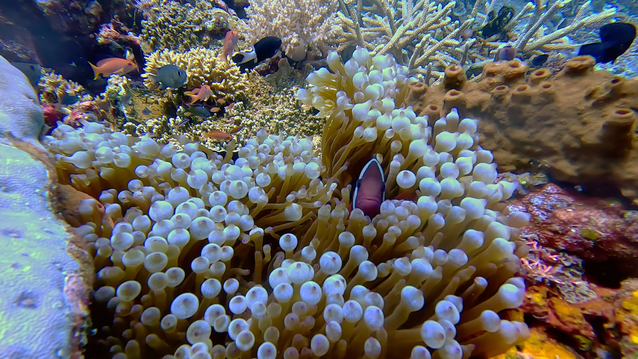 quaderni sottomarini.jpg