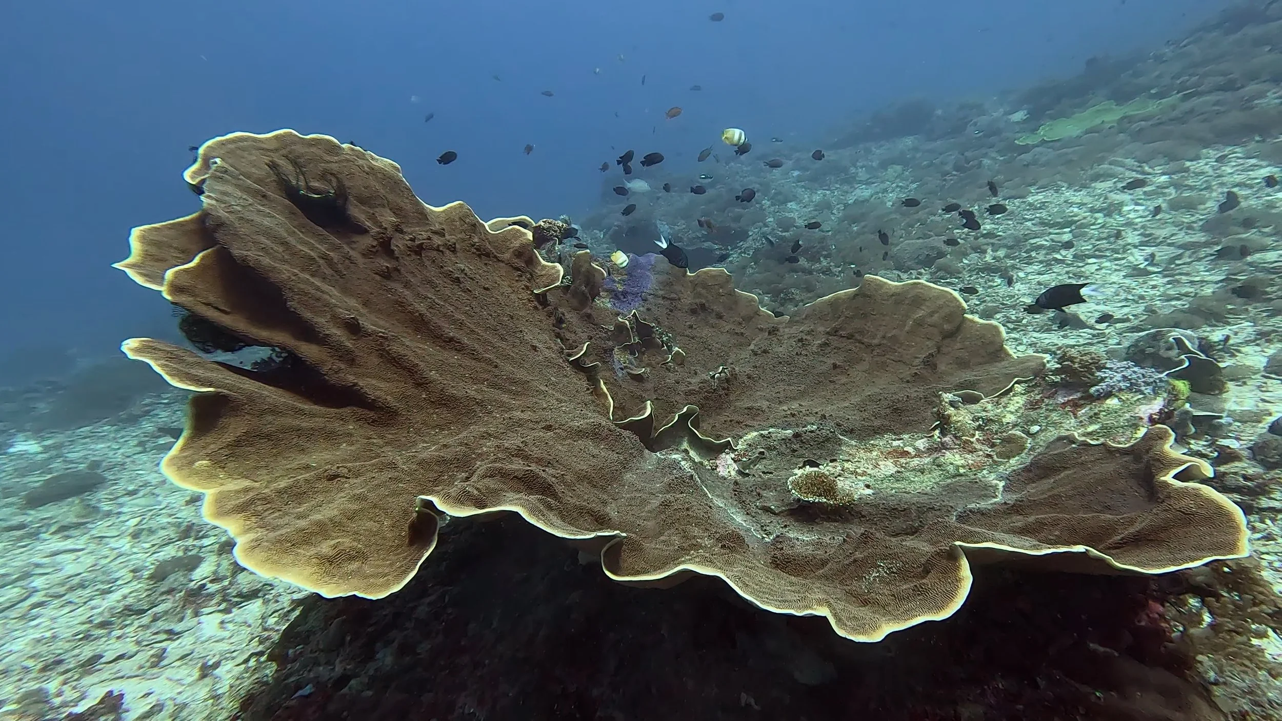 quaderni sottomarini 6.jpg