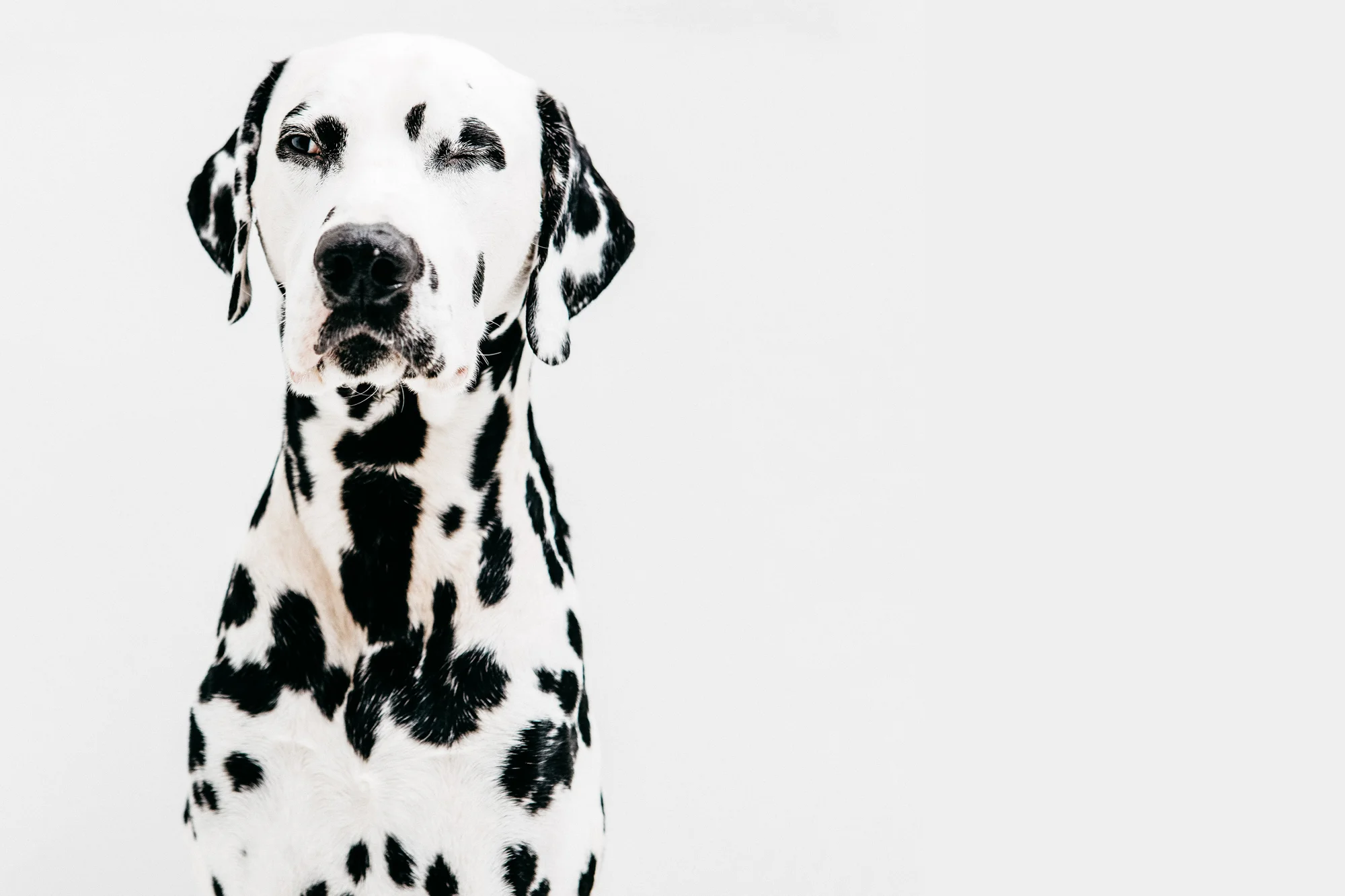 DALMATIAN_GEORGE_BAXTER.jpg