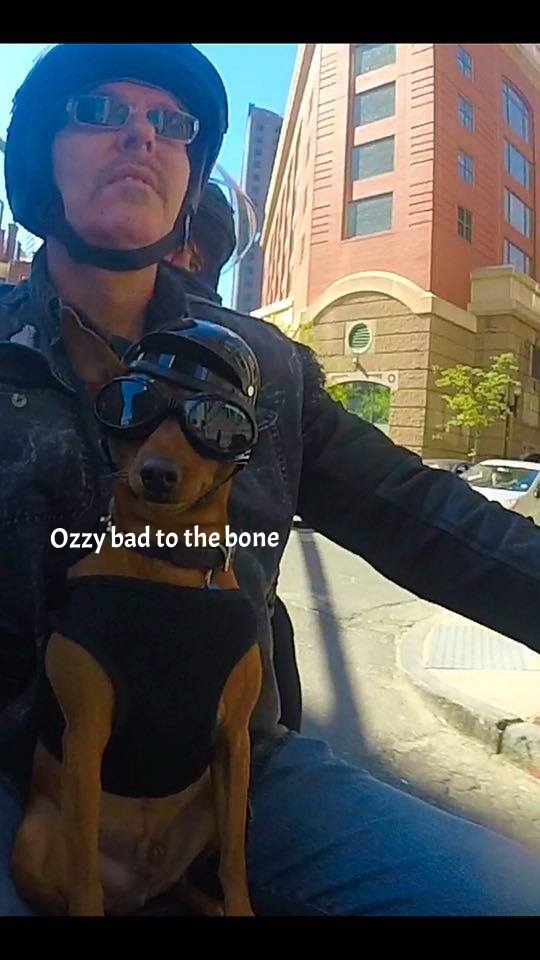 ozzy biker dog.jpg