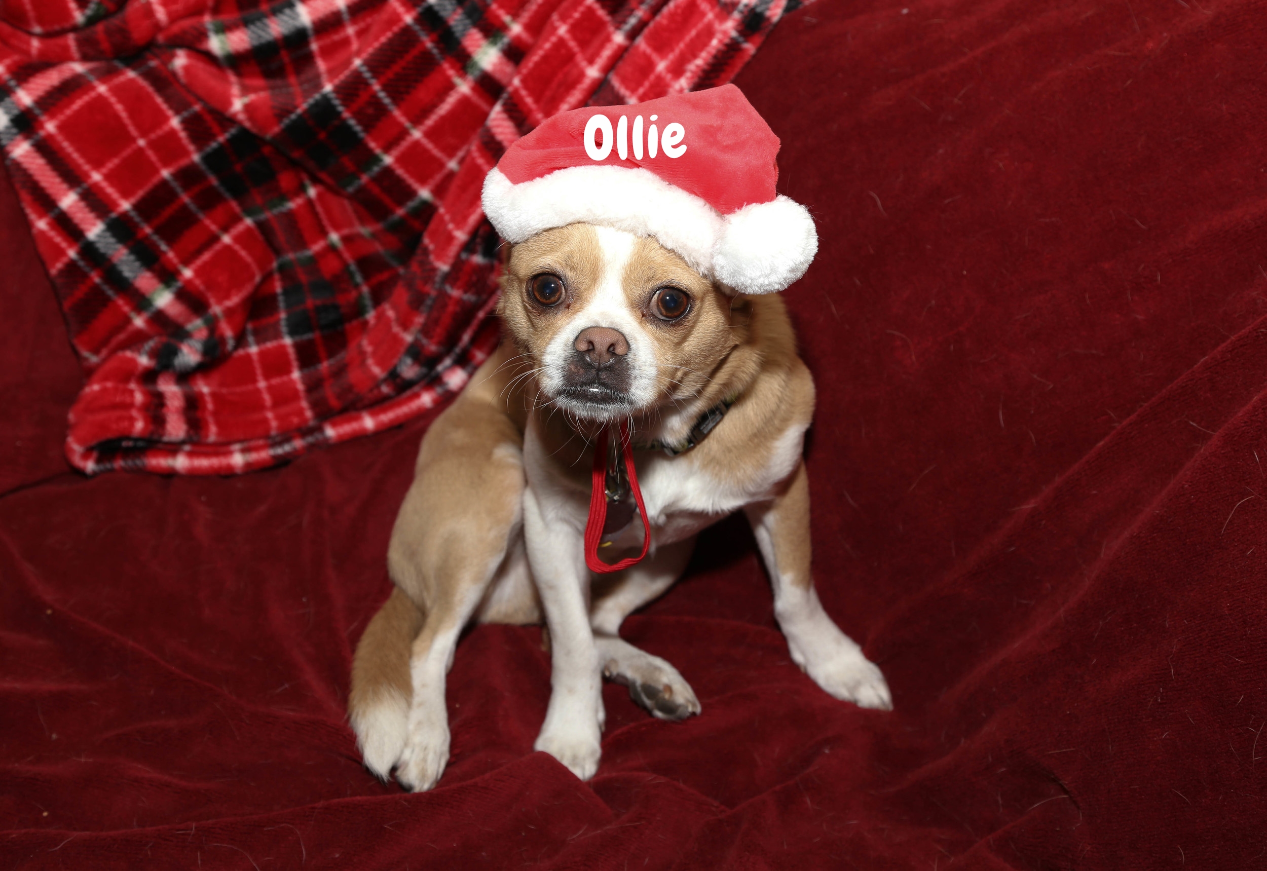 ollie the doggie.jpg
